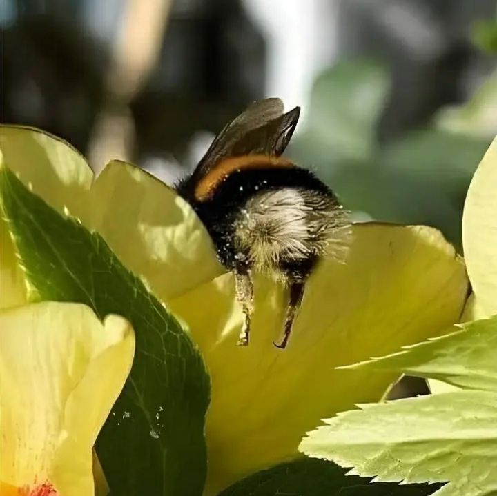 Why Bees Are Disappearing