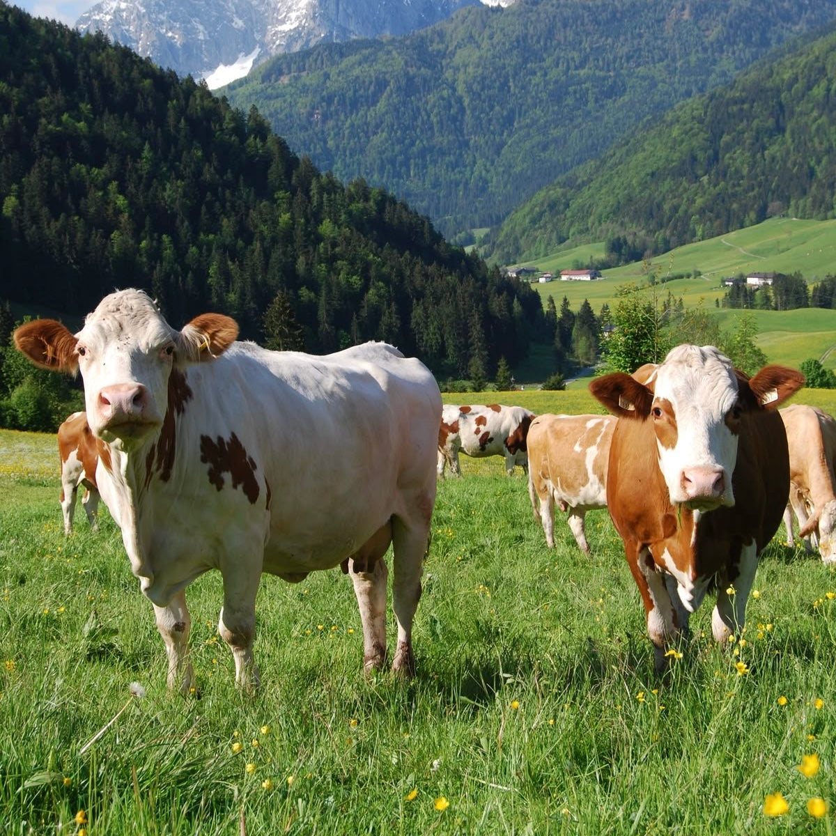 The Soil Revolution: Why The Future Belongs To Those Who Own Land